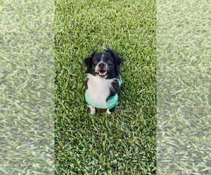 Chilier Dogs for adoption in Orlando, FL, USA