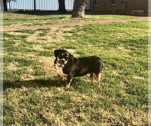 Mutt Dogs for adoption in Riesel, TX, USA