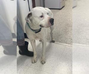 Boxer Dogs for adoption in Rosenberg, TX, USA