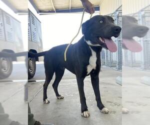 American Pit Bull Terrier Dogs for adoption in Bakersfield, CA, USA