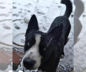 Siberian Husky-Unknown Mix Dogs for adoption in San Antonio, TX, USA