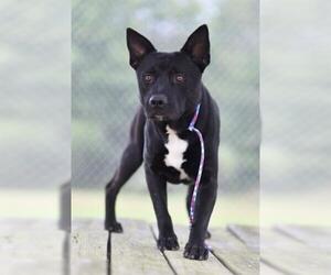 Shepradors Dogs for adoption in Lacombe, LA, USA