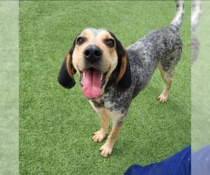 Bluetick Coonhound Dogs for adoption in Clyde, NC, USA