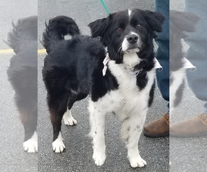 Border Collie Dogs for adoption in Pawtucket, RI, USA