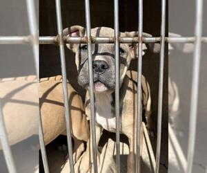 American Pit Bull Terrier-Unknown Mix Dogs for adoption in Oklahoma City, OK, USA