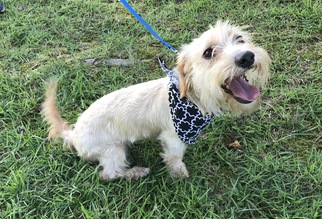 Schweenie Dogs for adoption in Texarkana, TX, USA