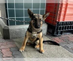 German Shepherd Dog Dogs for adoption in Rancho Cucamonga, CA, USA