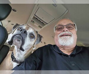 Boxer Dogs for adoption in Burnsville, MN, USA