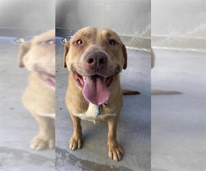 Mutt Dogs for adoption in Camarillo, CA, USA