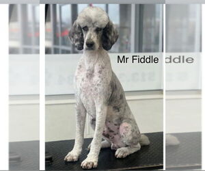 Poodle (Standard) Dogs for adoption in Studio City, CA, USA