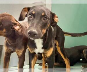 Doberman Pinscher-Unknown Mix Dogs for adoption in Moreno Valley, CA, USA
