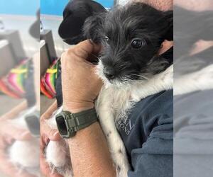 Mutt Dogs for adoption in San Martin, CA, USA