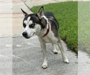 Siberian Husky-Unknown Mix Dogs for adoption in Baytown, TX, USA