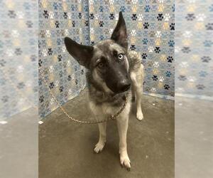 Gerberian Shepsky Dogs for adoption in Rosenberg, TX, USA