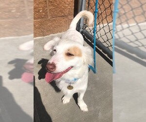 Dorgi Dogs for adoption in Grand Junction, CO, USA