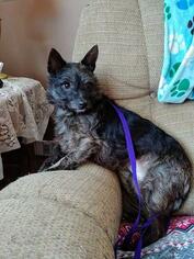 Cairn Terrier Dogs for adoption in Newport, KY, USA