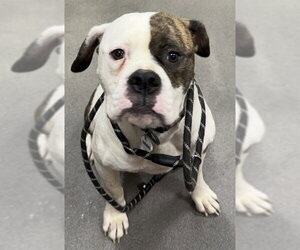 American Bulldog Dogs for adoption in Forestville, MD, USA