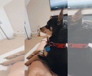 Chipin Dogs for adoption in Coralville, IA, USA