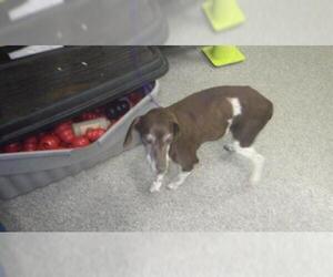 German Shorthaired Pointer Dogs for adoption in Fruit Heights, UT, USA