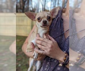 Chihuahua Dogs for adoption in Rural Hall, NC, USA