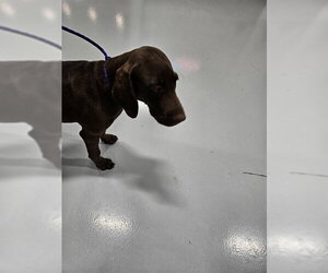 Labrador Retriever Dogs for adoption in Temple, TX, USA