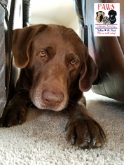 Labrador Retriever Dogs for adoption in Killeen, TX, USA