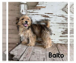 Mutt Dogs for adoption in Boonton, NJ, USA