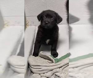 Labrador Retriever-Unknown Mix Dogs for adoption in The Woodlands, TX, USA