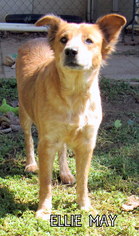 Small Australian Shepherd Mix