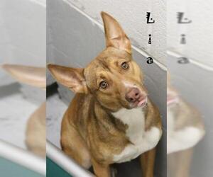 Basenji-Unknown Mix Dogs for adoption in Augusta, GA, USA