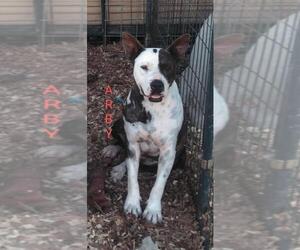 American Staffordshire Terrier-Unknown Mix Dogs for adoption in Pandora, TX, USA