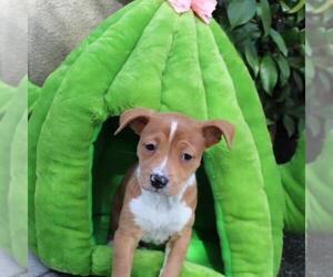 Unknown-Whippet Mix Dogs for adoption in San Diego, CA, USA
