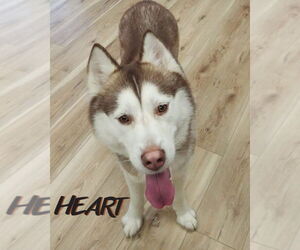 Siberian Husky Dogs for adoption in Severn, MD, USA
