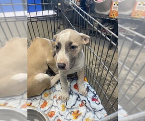 Labrador Retriever-Unknown Mix Dogs for adoption in Tallahassee, FL, USA