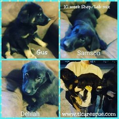 Shepradors Dogs for adoption in Millville, NJ, USA