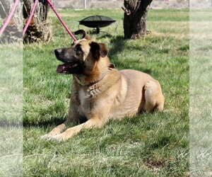 German Shepherd Dog Dogs for adoption in Grantsville, UT, USA