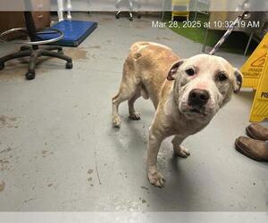 American Pit Bull Terrier-Unknown Mix Dogs for adoption in Ocala, FL, USA
