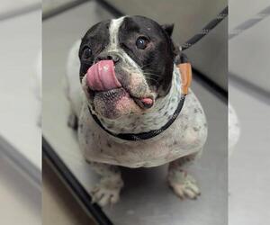 Bulldog-Unknown Mix Dogs for adoption in Fort Lauderdale, FL, USA