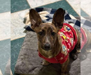 Dachshund-Unknown Mix Dogs for adoption in Oak Bluffs, MA, USA