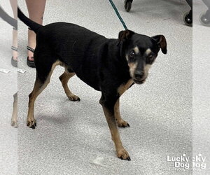 Miniature Pinscher-Unknown Mix Dogs for adoption in Washington, DC, USA