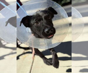 Labrador Retriever Dogs for adoption in San Diego, CA, USA