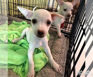 Chihuahua-Unknown Mix Dogs for adoption in Washington, DC, USA