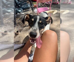 Medium Photo #5 Mutt Puppy For Sale in Sandy, UT, USA