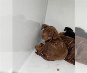 Labrador Retriever-Unknown Mix Dogs for adoption in Houston, TX, USA