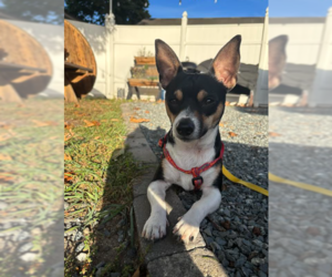 Chihuahua-Unknown Mix Dogs for adoption in Cranston, RI, USA