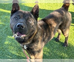 Akita Dogs for adoption in Downey, CA, USA