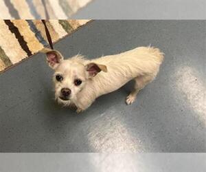 Parson Russell Terrier-Unknown Mix Dogs for adoption in Denver, CO, USA