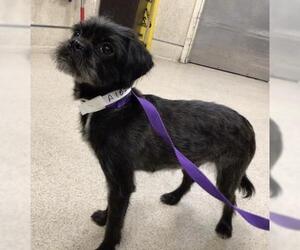 Mutt Dogs for adoption in Riverside, CA, USA