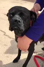 Boxer Dogs for adoption in Lakewood, CO, USA
