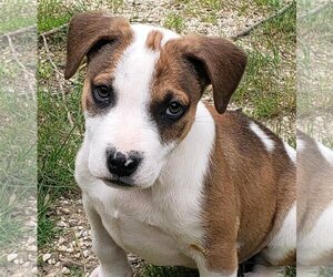 Bogle Dogs for adoption in Scottsboro, AL, USA